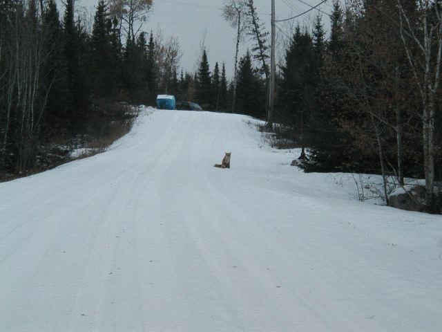 Dog in the road?