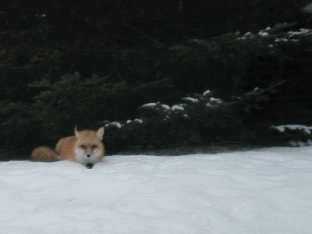 Sitting Fox