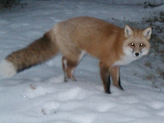 Fox Looking