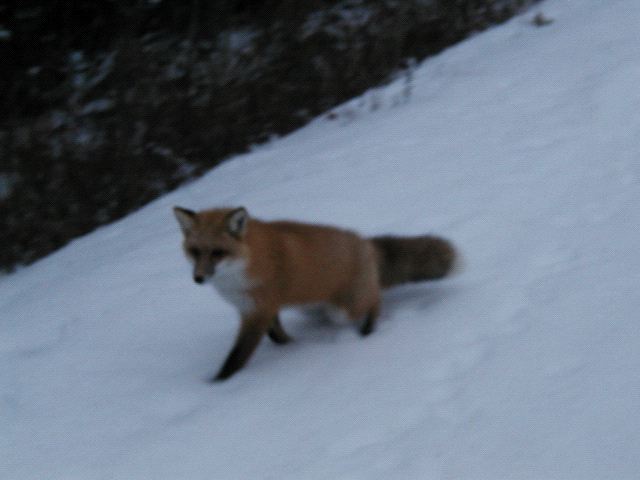 Dashing Fox