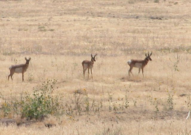 Elk