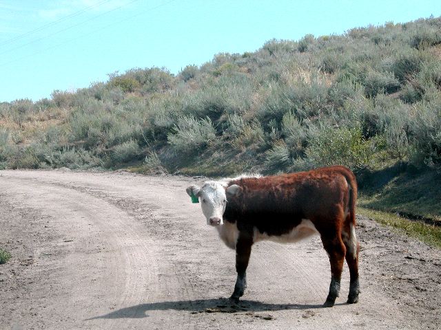 Road Cow