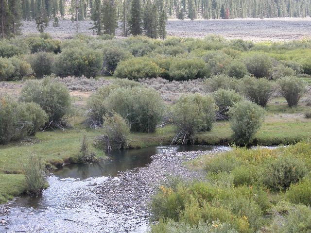 Stream in Challis