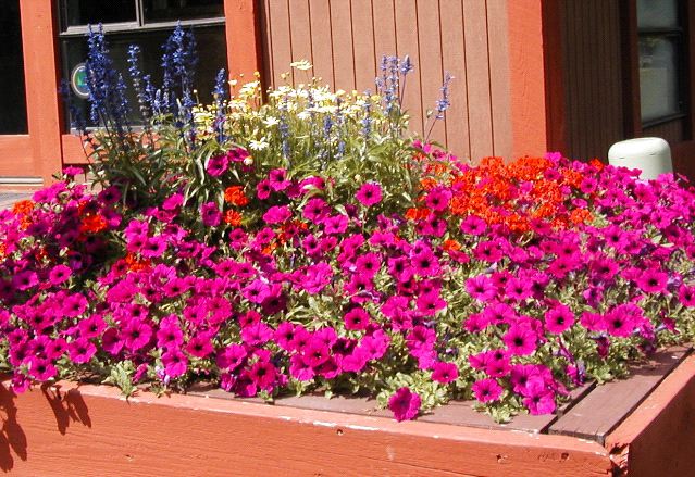 Purple Flowers