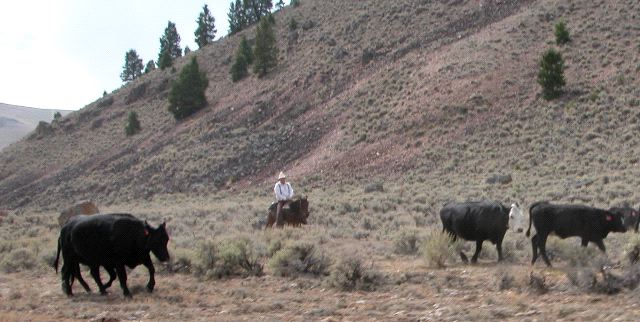 Cowboy with Cows